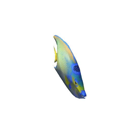 queen angelfish